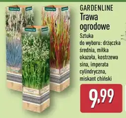 ALDI GARDENLINE Trawa ogrodowe oferta