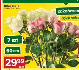Stokrotka Market Róże cięte oferta
