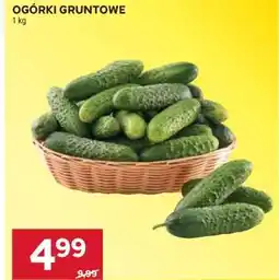 Stokrotka Market Ogórki gruntowe oferta