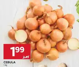 Stokrotka Market Cebula oferta