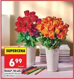 Biedronka Róża, 18 szt oferta