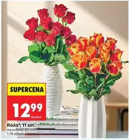 Biedronka Róża 11 szt oferta