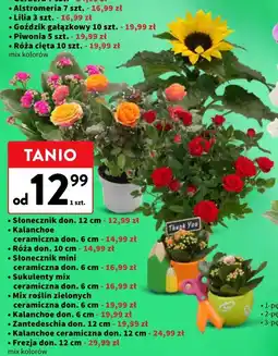 Intermarche Kwiaty i rośliny doniczkowe mix (Słonecznik, Kalanchoe, Róża, Sukulenty, Zantedeschia, Frezja) oferta