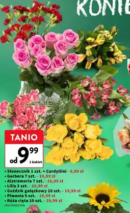 Intermarche Kwiaty cięte (Słonecznik, Gerbera, Alstromeria, Lilia, Goździk, Piwonia, Róża) oferta