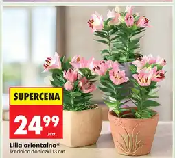Biedronka Lilia oferta