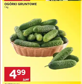 Stokrotka Ogórki oferta