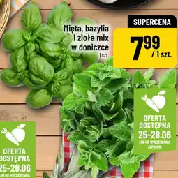 Polomarket Mięta, bazylia i zioła mix w doniczce oferta