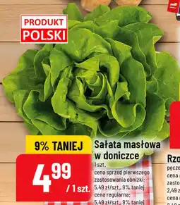 Polomarket Sałata masłowa w doniczce oferta