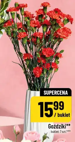 Polomarket Goździki oferta