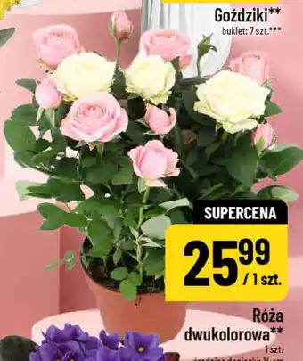 Polomarket Róża dwukolorowa oferta