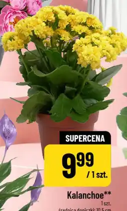 Polomarket Kalanchoe oferta
