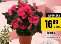Polomarket Begonia oferta