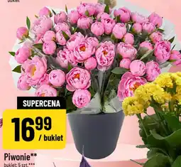 Polomarket Piwonie oferta
