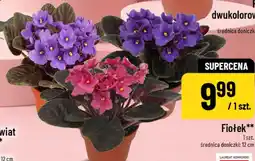 Polomarket Fiołek oferta