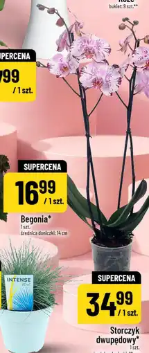 Polomarket Storczyk dwupędowy oferta