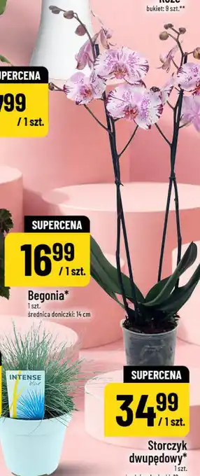 Polomarket Storczyk dwupędowy oferta