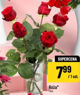 Polomarket Róża oferta