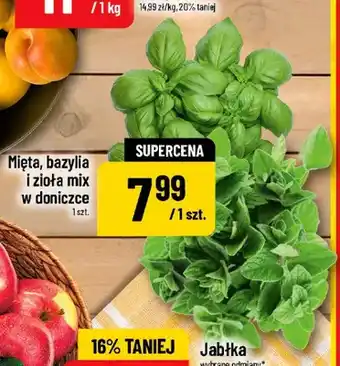 Zioła mix w doniczce