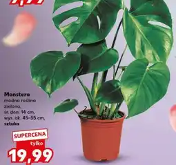 Kaufland Monstera oferta