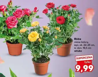 Kaufland Róża oferta