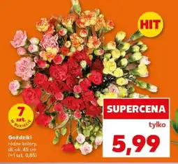 Kaufland Goździki oferta