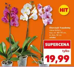 Kaufland Storczyk 1-pędowy oferta