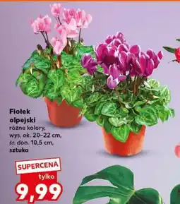Kaufland Fiołek alpejski oferta