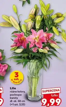 Kaufland Lilie, różne kolory, pachnące kwiaty, dł. ok. 50 cm oferta