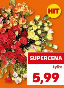 Kaufland Goździki różne kolory oferta