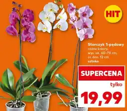 Kaufland Storczyk 1-pędowy różne kolory oferta