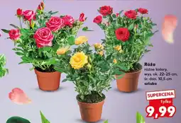 Kaufland Róża różne kolory oferta