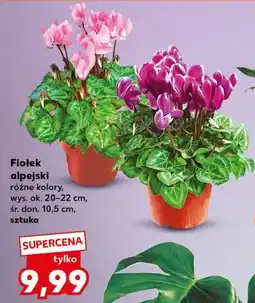Kaufland Fiołek alpejski różne kolory oferta