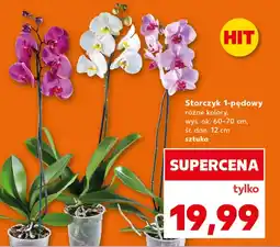 Kaufland Storczyk oferta