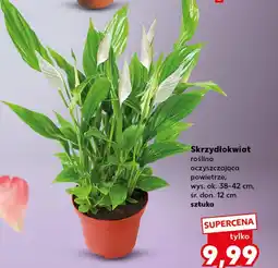 Kaufland Skrzydłokwiat Ok oferta