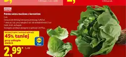 Lidl Sałata masłowa z korzeniem polska oferta
