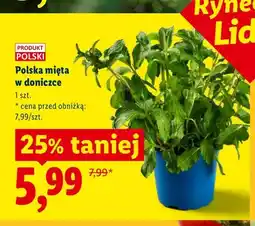 Lidl Polska mięta w doniczce Ryneczek Lidla oferta