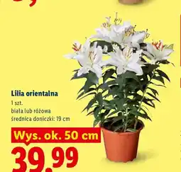 Lidl Lilia orientalna biała oferta