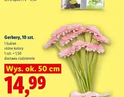 Lidl Gerbery bukiet oferta