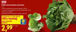 Lidl Polska sałata masłowa z korzeniem oferta