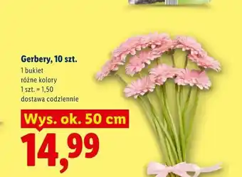 Lidl Gerbery, 10 szt oferta