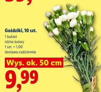 Lidl Goździki, 10 szt oferta