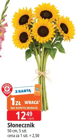 E.Leclerc Słonecznik oferta
