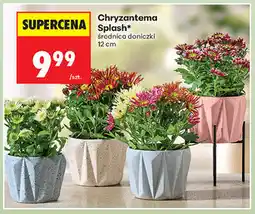 Biedronka Chryzantema Splash oferta