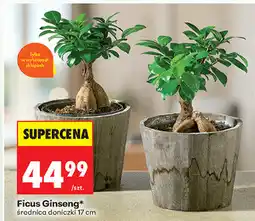 Biedronka Ficus Ginseng oferta