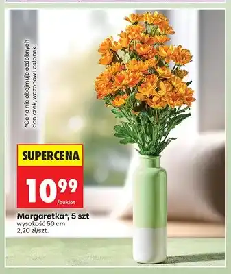 Biedronka Margaretka 5-pak oferta