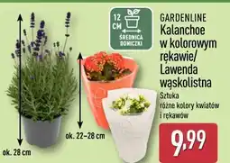 ALDI Kalanchoe w kolorowym rękawie/ Lawenda wąskolistna oferta