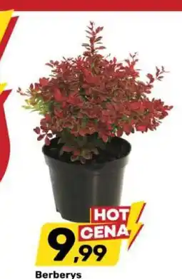 Bricomarche Berberys oferta