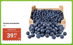 Dino Borówka amerykańska luz oferta