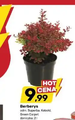 Bricomarche Berberys Kobold doniczka oferta
