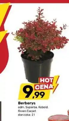 Bricomarche Berberys odmiana Kobold oferta